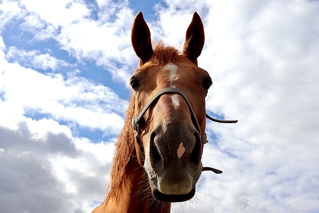 Hilton Head Horse